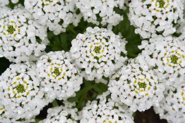 Iberis veya candytuft yağmurdan sonra bahçedeki (yakın)