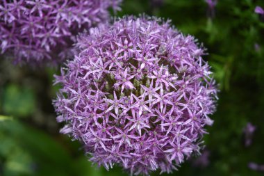 Mor Allium bahçede yağmur sonrası (yakın)