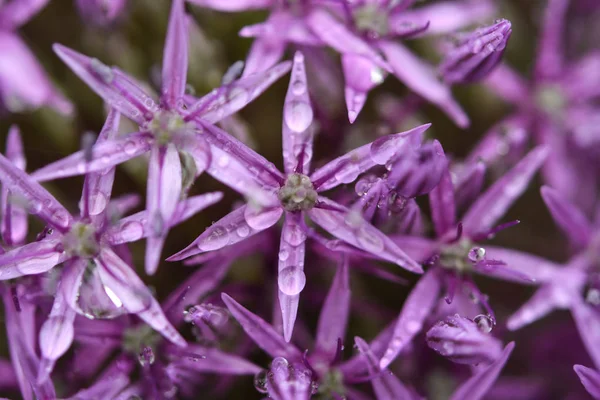 Purple Allium in the garden after the rain (close up) Stock Photo