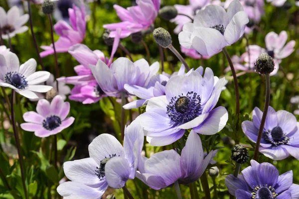 Jarní Pozadí Fialovým Květem — Stock fotografie