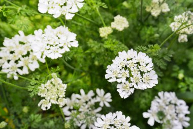 Beyaz çiçek ve damlacıkla bahar arkaplanı