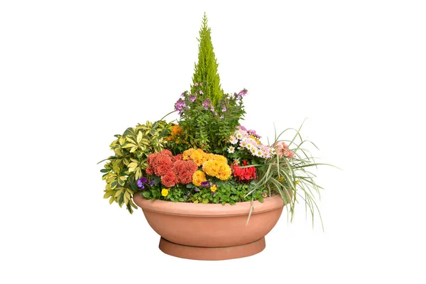 Variety Flower Plant Pot White Background Isolated — Stock Photo, Image