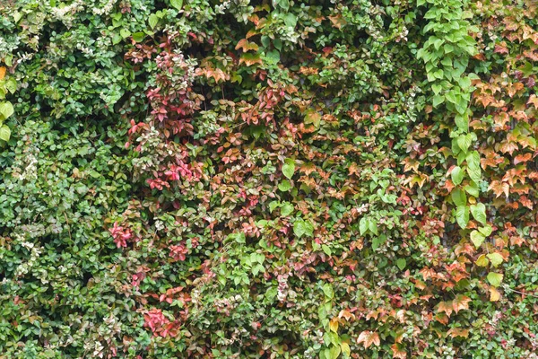 Parede Verde Com Variedade Plantas Outono — Fotografia de Stock
