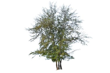 Beyaz arka planda bulunan deniz meşeyi - Casuarina equisetifolia L.