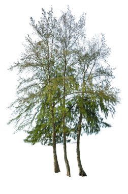 Beyaz arka planda bulunan deniz meşeyi - Casuarina equisetifolia L.