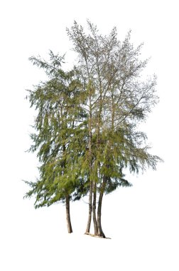Beyaz arka planda bulunan deniz meşeyi - Casuarina equisetifolia L.