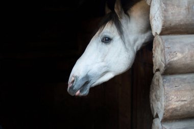 Beyaz bir at siyah bir arka plana bakar.
