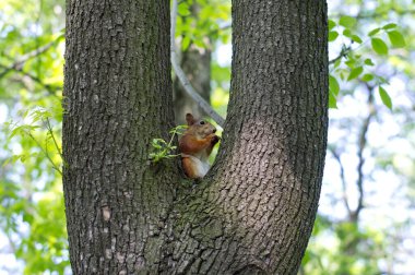 Bir sincap ağaçta oturuyor.