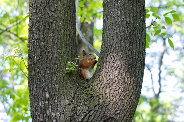 Bir sincap ağaçta oturuyor.