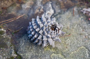 Taşın üzerinde büyük bir gri koni ormanı