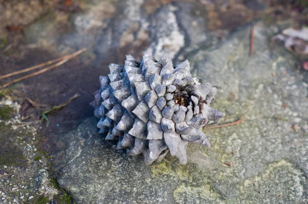 Taşın üzerinde büyük bir gri koni ormanı