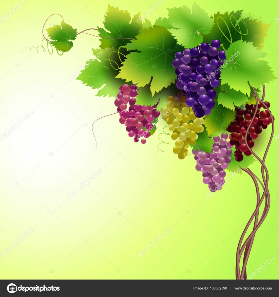 Background of the grape vine for design Stock Vector by ©4aira.ukr.net  130562590