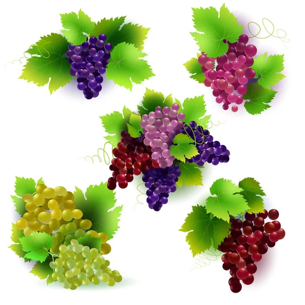 vektör görüntü asma ve demet