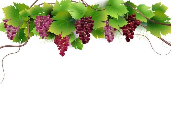 Background of the grape vine for design — Stock Vector