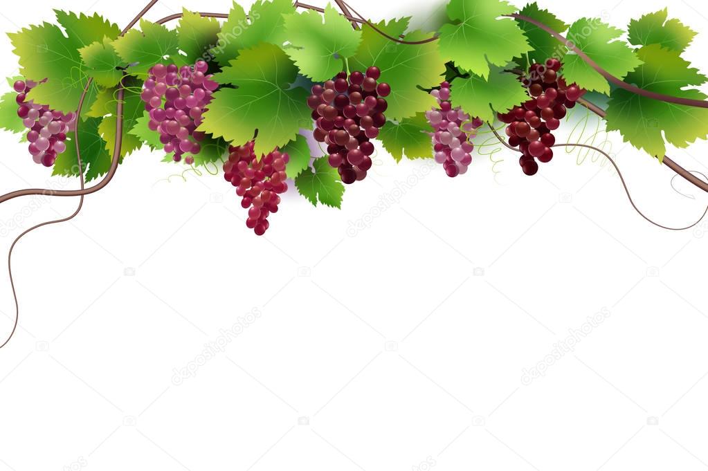 Vector composition of grapes and vines isolated on white background