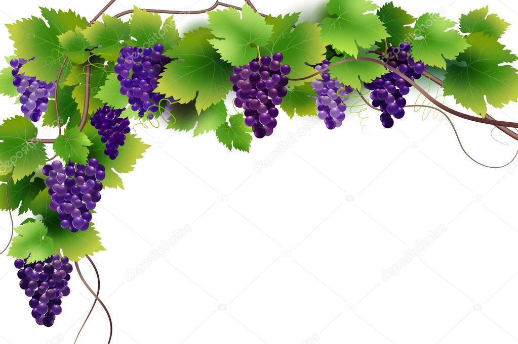 Vector composition of grapes and vines isolated on white background