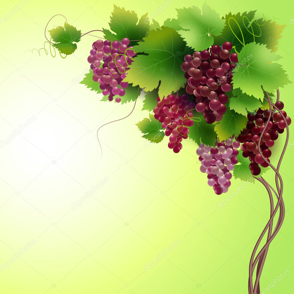 Vector composition of grapes and vines isolated on white background