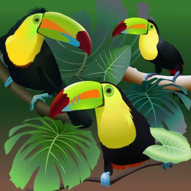 Toucans ormanlarında