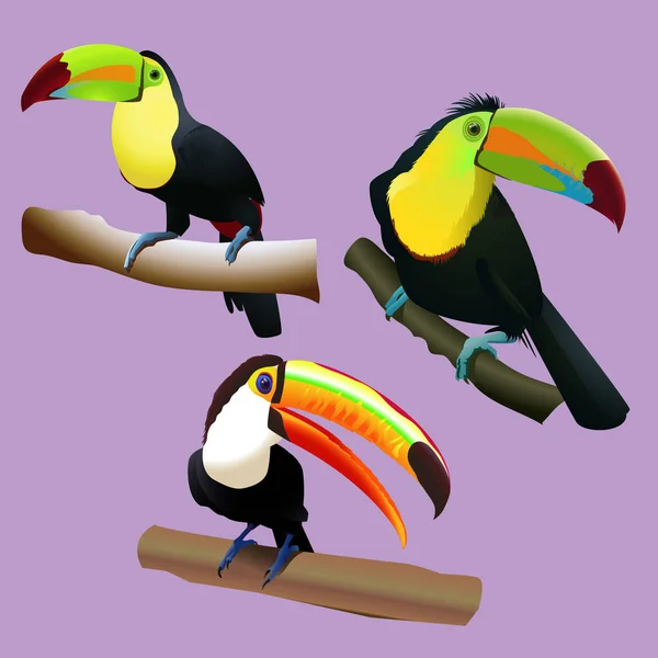 Toucans in tropical forest among monstera leaves and flowers gl - Stok Vektor