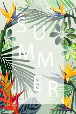 kompozisyon tropikal çiçek, yaprak, asma: STERLİÇYA, Plumeria, Güney Amerika, Orta Afrika, Güneydoğu Asya ve Avustralya. Muson ormanları, mangrovlar