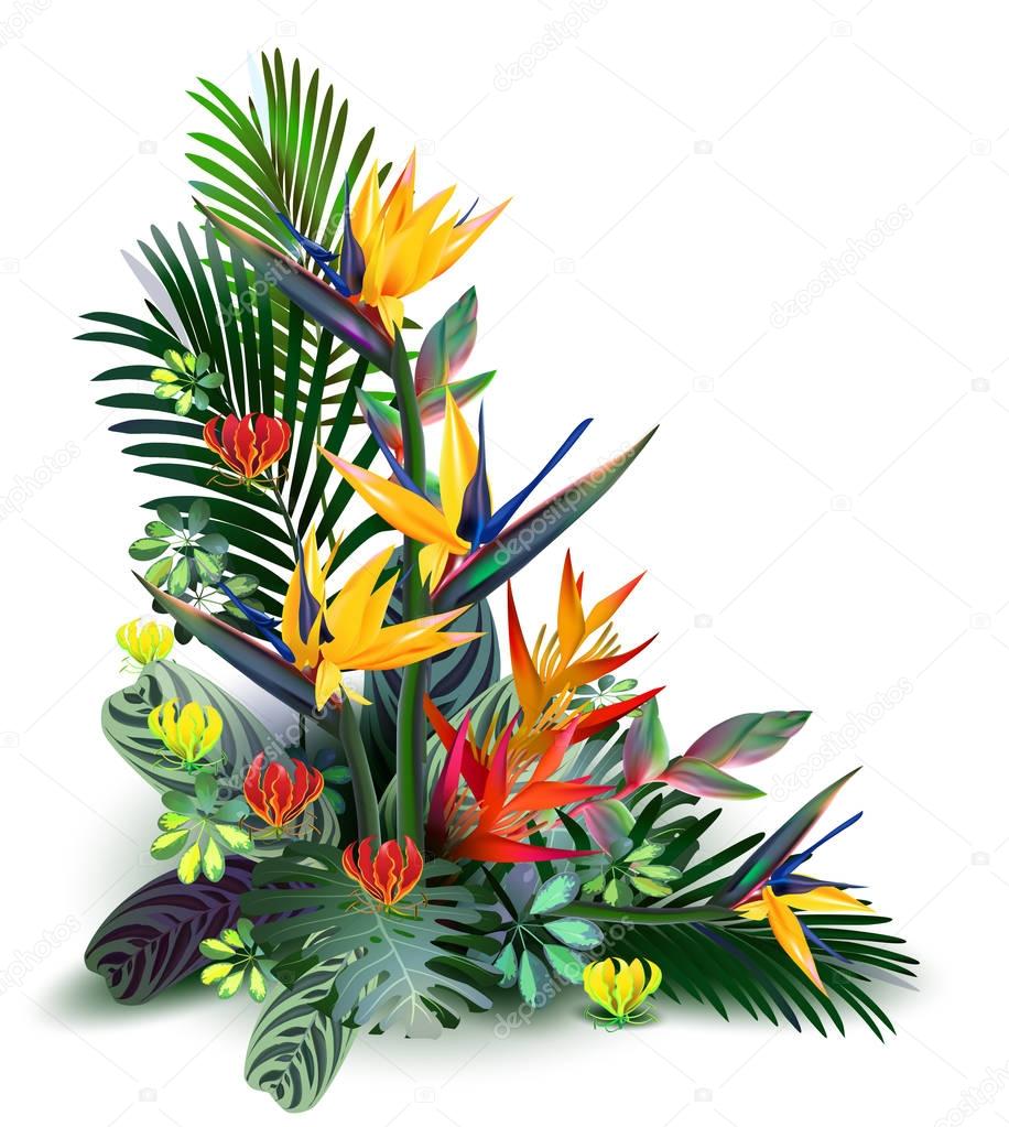 Toucans and Strelitzia,  in tropical forests among exotic foliage, vines, flowers.South America, Central Africa, Southeast Asia and Australia. Monsoon forests, Mangroves.Vector banner .