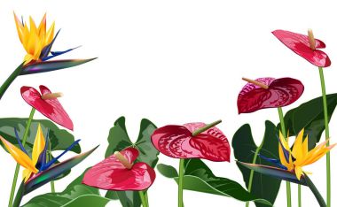 kompozisyon tropikal çiçek, yaprak, asma: STERLİÇYA, Plumeria, Güney Amerika, Orta Afrika, Güneydoğu Asya ve Avustralya. Muson ormanları, mangrovlar