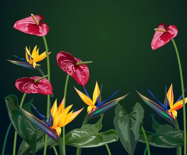 kompozisyon tropikal çiçek, yaprak, asma: STERLİÇYA, Plumeria, Güney Amerika, Orta Afrika, Güneydoğu Asya ve Avustralya. Muson ormanları, mangrovlar