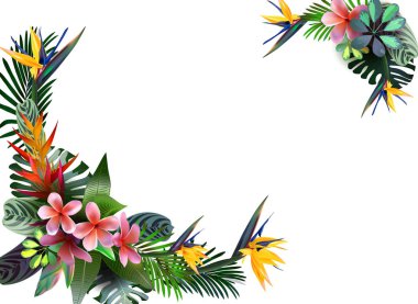 kompozisyon tropikal çiçek, yaprak, asma: STERLİÇYA, Plumeria, Güney Amerika, Orta Afrika, Güneydoğu Asya ve Avustralya. Muson ormanları, mangrovlar