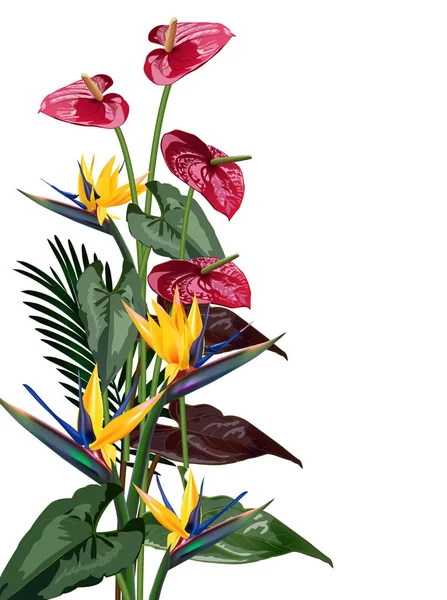 Samenstelling van tropische bloemen, bladeren, wijnstokken: Strelitzia, Plumeria, Zuid-Amerika, Centraal-Afrika, Zuidoost-Azië en Australië. Moesson bossen en mangroven — Stockvector