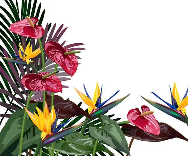 Samenstelling van tropische bloemen, bladeren, wijnstokken: Strelitzia, Plumeria, Zuid-Amerika, Centraal-Afrika, Zuidoost-Azië en Australië. Moesson bossen en mangroven — Stockvector