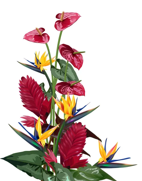 熱帯の花の組成の葉、ブドウ: ストレチア、プルメリア、南アメリカ、中央アフリカ、東南アジア、オーストラリア。モンスーンの森林、マングローブ — ストックベクタ