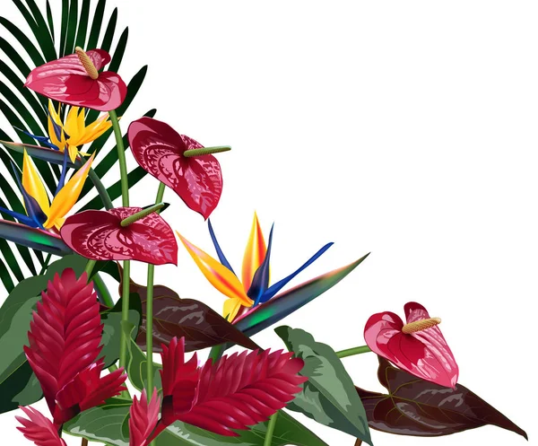 Složení tropické květiny, listy, vinice: Strelitzia, Plumeria, Jižní Amerika, střední Afrika, jihovýchodní Asie a Austrálie. Monzunové lesy, mangrovy — Stockový vektor