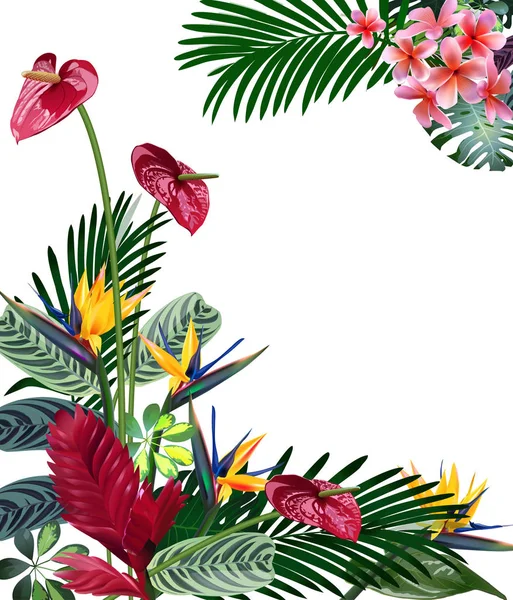 Composition de fleurs tropicales, feuilles, vignes : Strelitzia, Plumeria, Amérique du Sud, Afrique centrale, Asie du Sud-Est et Australie. Forêts de mousson, Mangroves — Image vectorielle