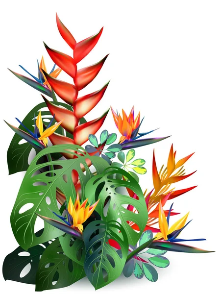 Samenstelling van tropische bloemen, bladeren, wijnstokken: Strelitzia, Plumeria, Zuid-Amerika, Centraal-Afrika, Zuidoost-Azië en Australië. Moesson bossen en mangroven — Stockvector