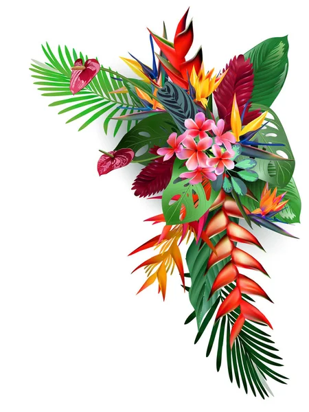 Composición de flores tropicales, hojas, vides: Strelitzia, Plumeria, Sudamérica, África Central, Sudeste Asiático y Australia. Bosques monzónicos, Manglares — Vector de stock