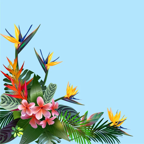 Kompozycji z tropikalnych kwiatów, liści, winorośli: Strelicia, Plumeria, Ameryki Południowej, Afryki Środkowej, południowo-wschodniej Azji i Australii. Lasy monsunowe, namorzyny — Wektor stockowy