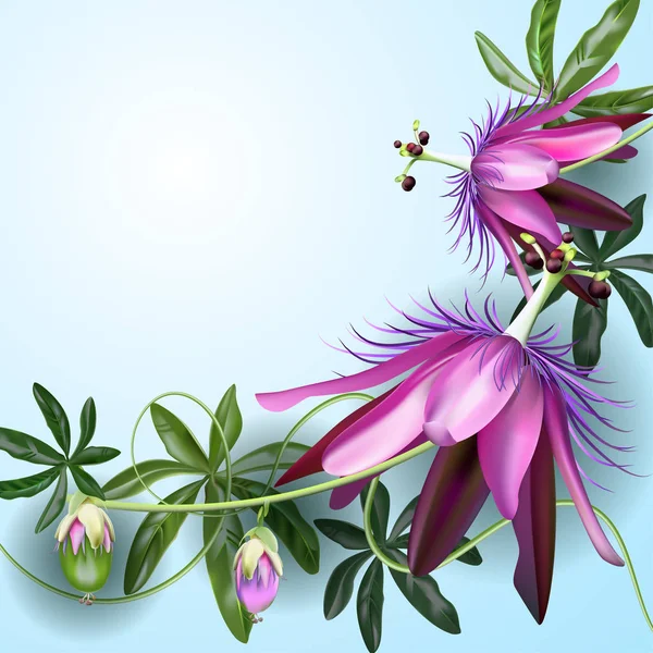 Літній Фон Тропічних Квітів Листя Спа Дизайну Екзотичні Подорожі Свята — стоковий вектор