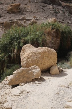 İsrail'de bitkiler arka plan üzerinde Taşlar