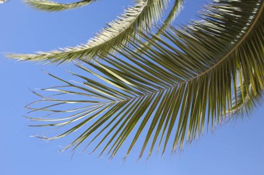 Gökyüzü arka plan palmiye yaprağı