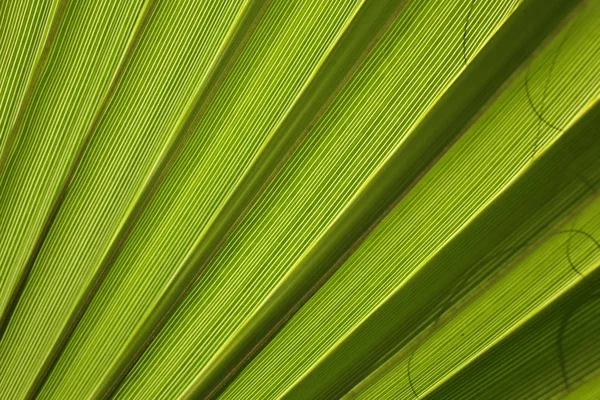 Зелений лист тла текстури пальмового дерева — стокове фото
