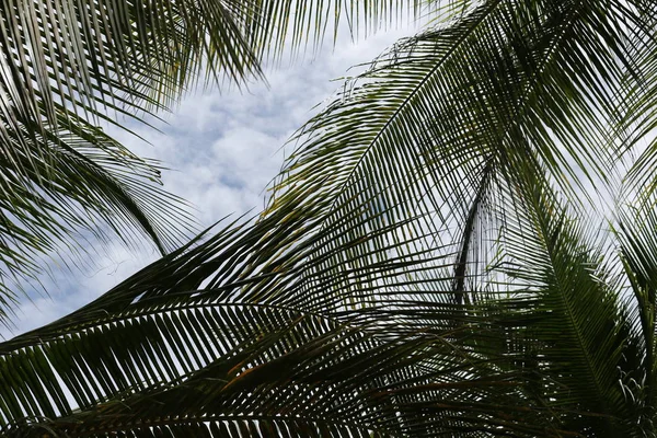 Palmen in Boracay — Stockfoto