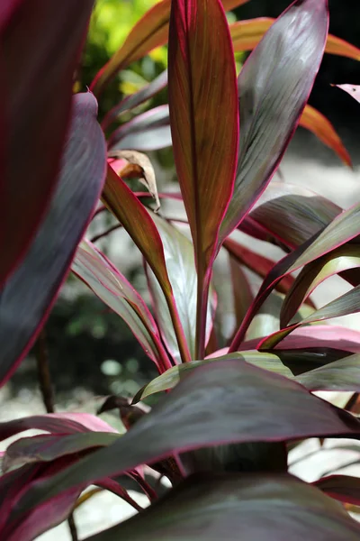 보라 카이에서 열 대 식물입니다. 클로즈업 — 스톡 사진