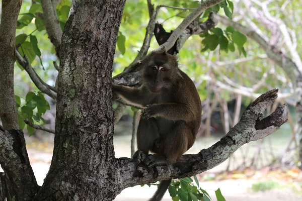 Μια μαϊμού στο δέντρο — Φωτογραφία Αρχείου