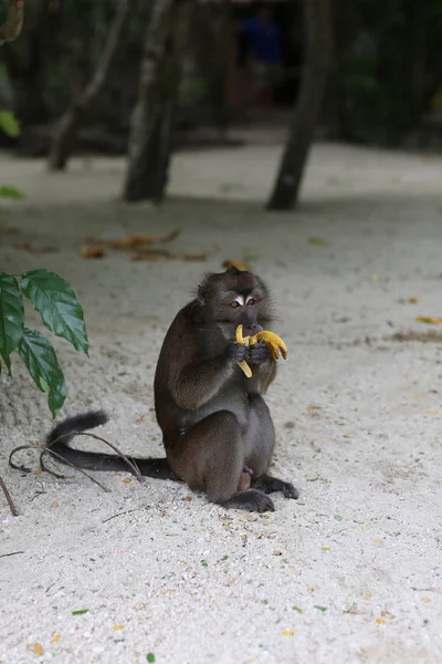 Singe mangeant de la banane — Photo