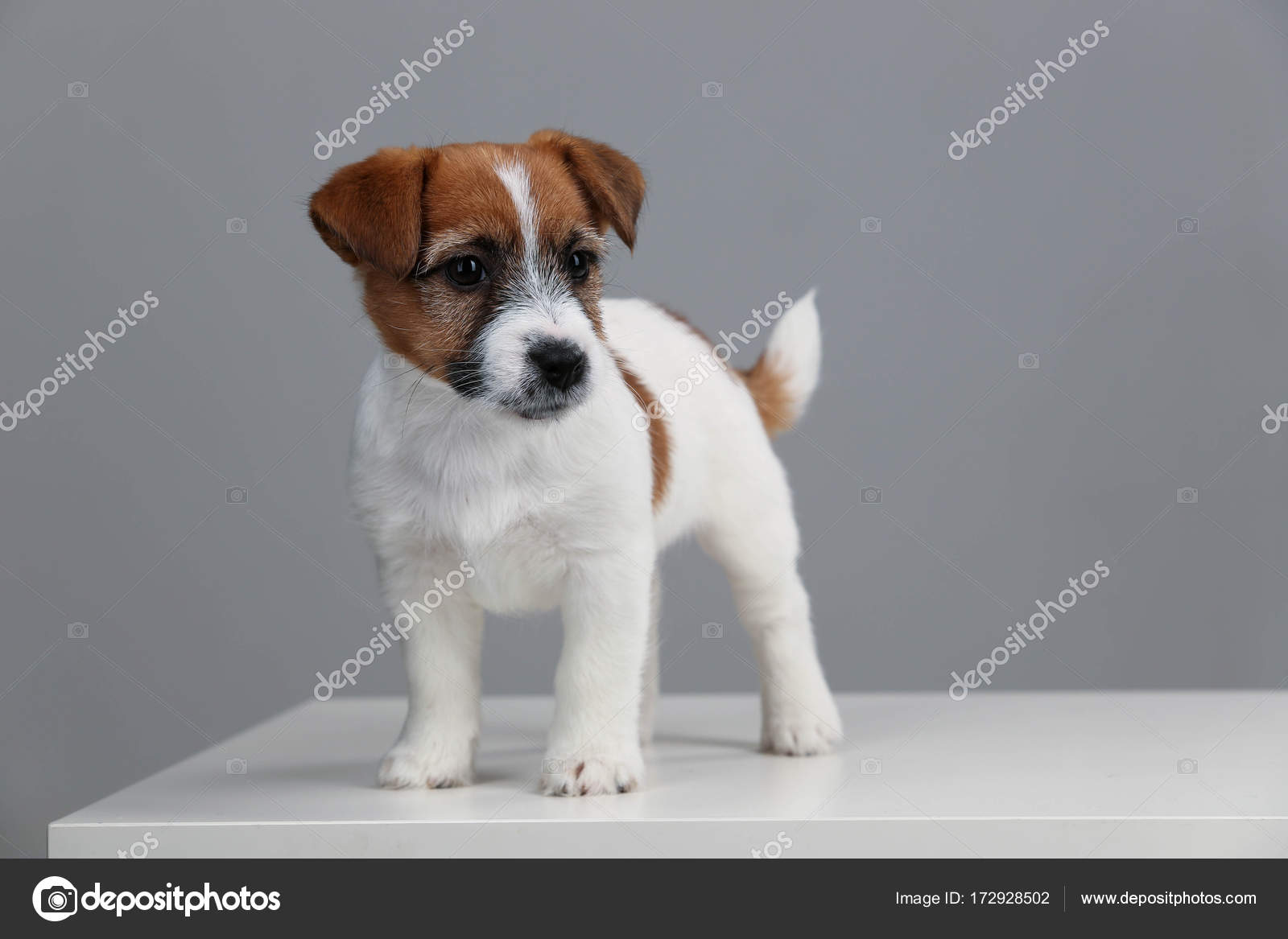 Haut Mignon Gris Osier Basket Cric Fond Fin Russells