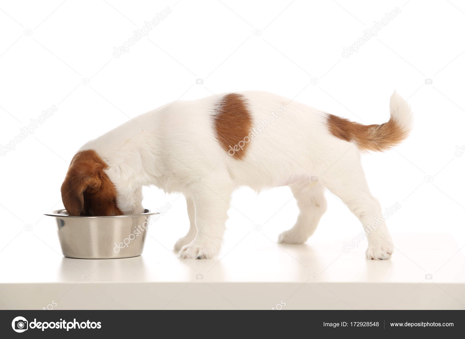 Jack Russell Puppy Eating From A Bowl Close Up White Background