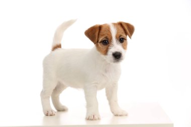 Jack russell bebek. Yakın çekim. Beyaz arka plan