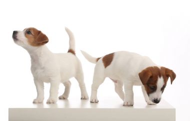 İki izole russells köpek yavrusu jack. Yakın çekim. Beyaz arka plan