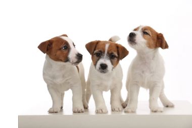 Üç izole russells köpek yavrusu jack. Yakın çekim. Beyaz arka plan
