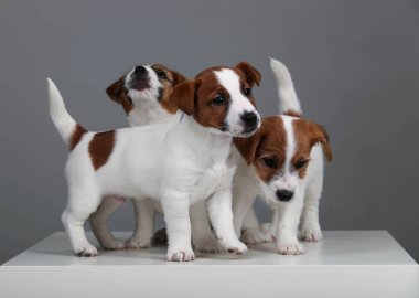 Jack russell Terrier. Yakın çekim. Gri arka planı